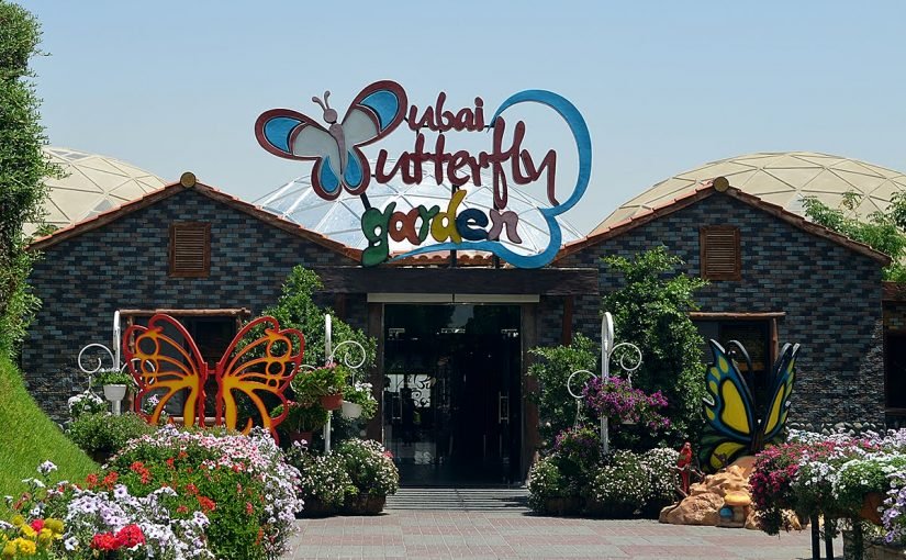 dsc_0199-825x510-2 حديقة دبي للفراشات تفتتح أبوابها للجميع