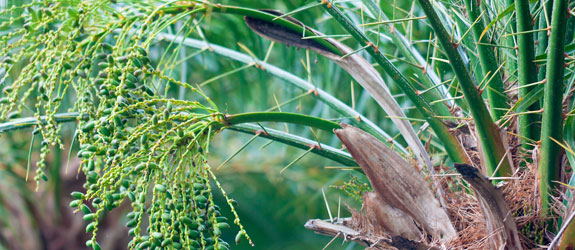 dwarf-date-palm