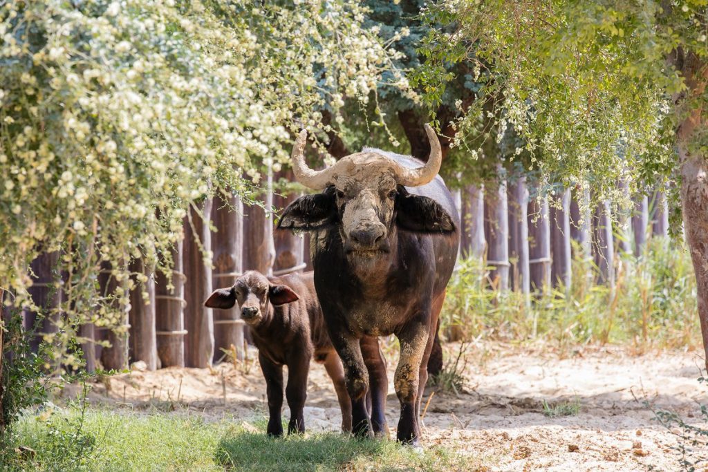 dxlnklnwsaajkzi-1024x683-2