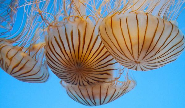 لسعة قنديل البحر