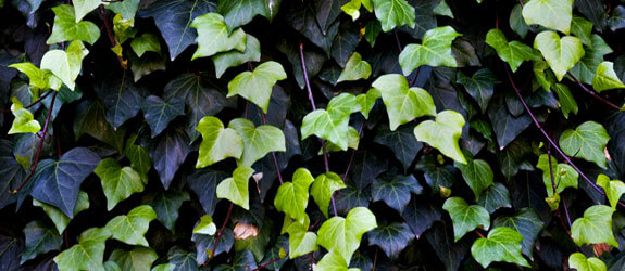 english-ivy