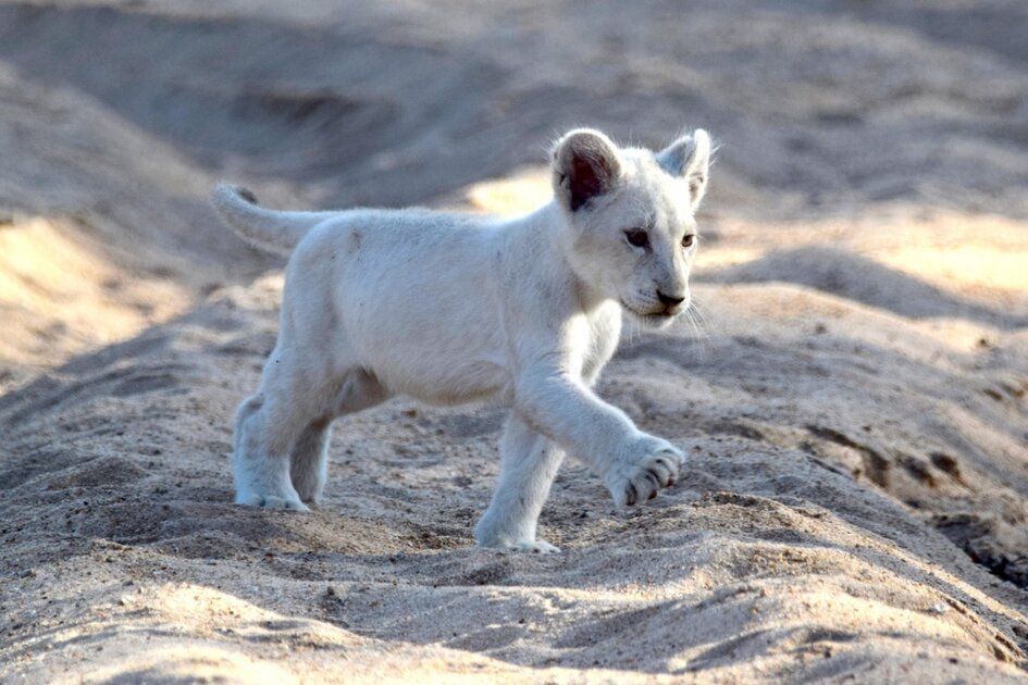 f1fe4b08fbdba2a810cca1f9c04b2822