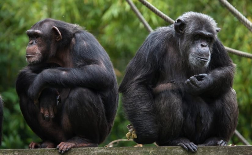 file-20170802-1023-1x50xxt-825x510-2 معلومات عن حيوان الشمبانزي