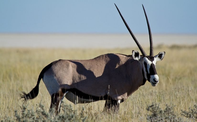 fixedw_large_4x-825x510-2 قصه عن المها العربي