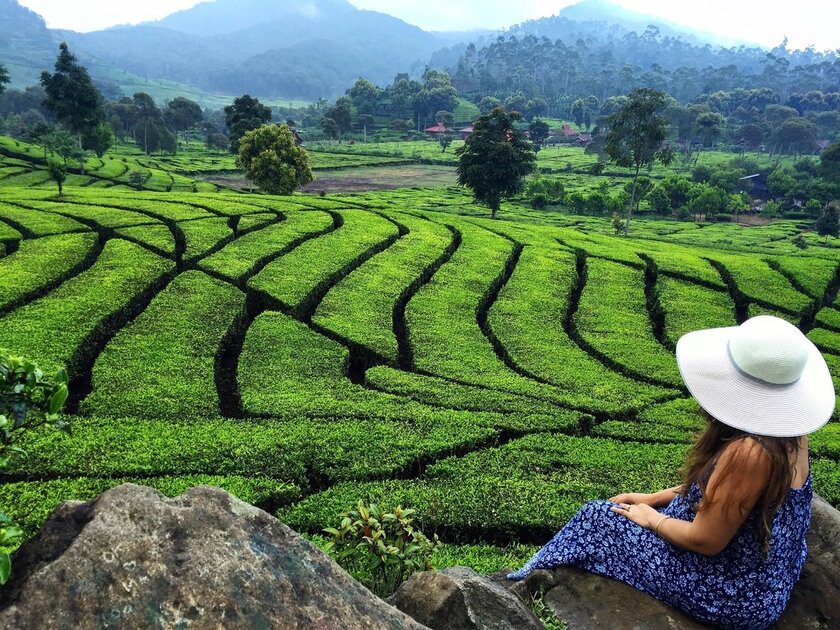 مزارع الشاي باندونق مزارع الشاي باندونق