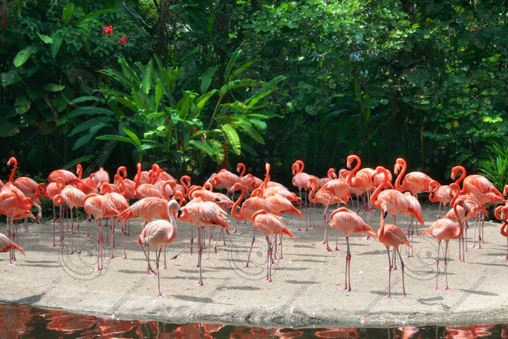 flamingos