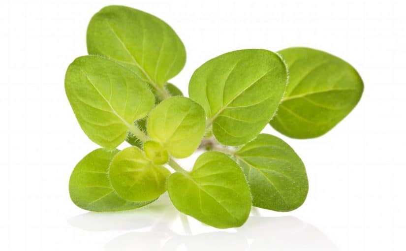 fotolia_54454231_subscription_xxl-copy-825x510-2 كيفية استخدام البردقوش للتخسيس