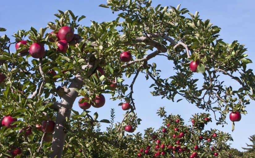 fruit-tree-identification-guide_f936edbb68e4cd46-825x510-2 أفضل أنواع الأشجار المثمرة