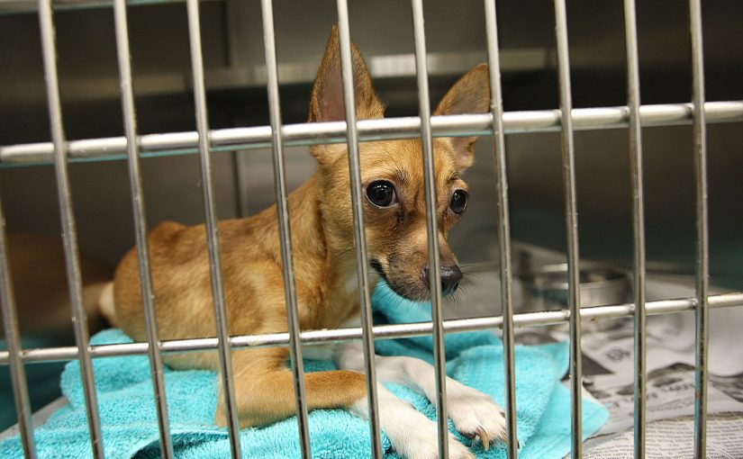 gettyimages-94483250-825x510-2 طريقة التبرع لملاجئ الحيوانات في دبي