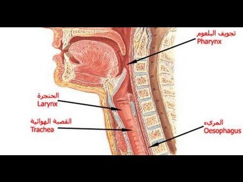 الحنجرة