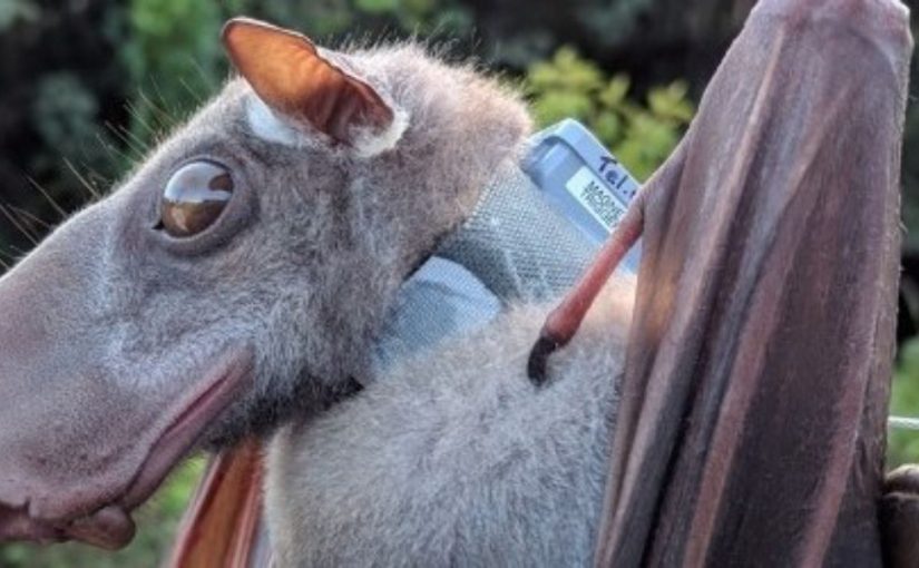 image-of-the-day-hammerhead-l-825x510-2 الخفاش مطرقي الرأس