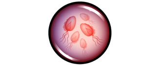 in-the-text330x1343 المشعرات المهبلية