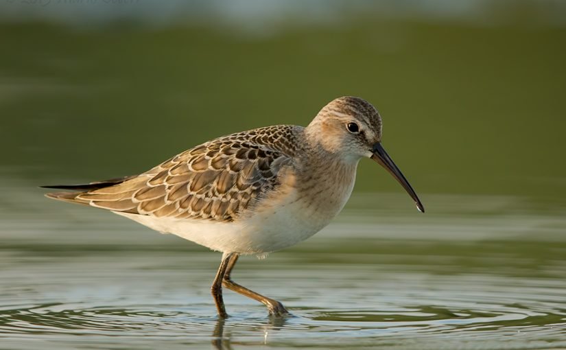 krombekstrandloper_02-825x510-2 بحث عن طائر الكروان