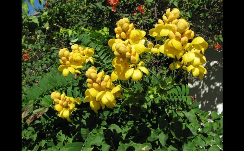 السنامكي للتنحيف