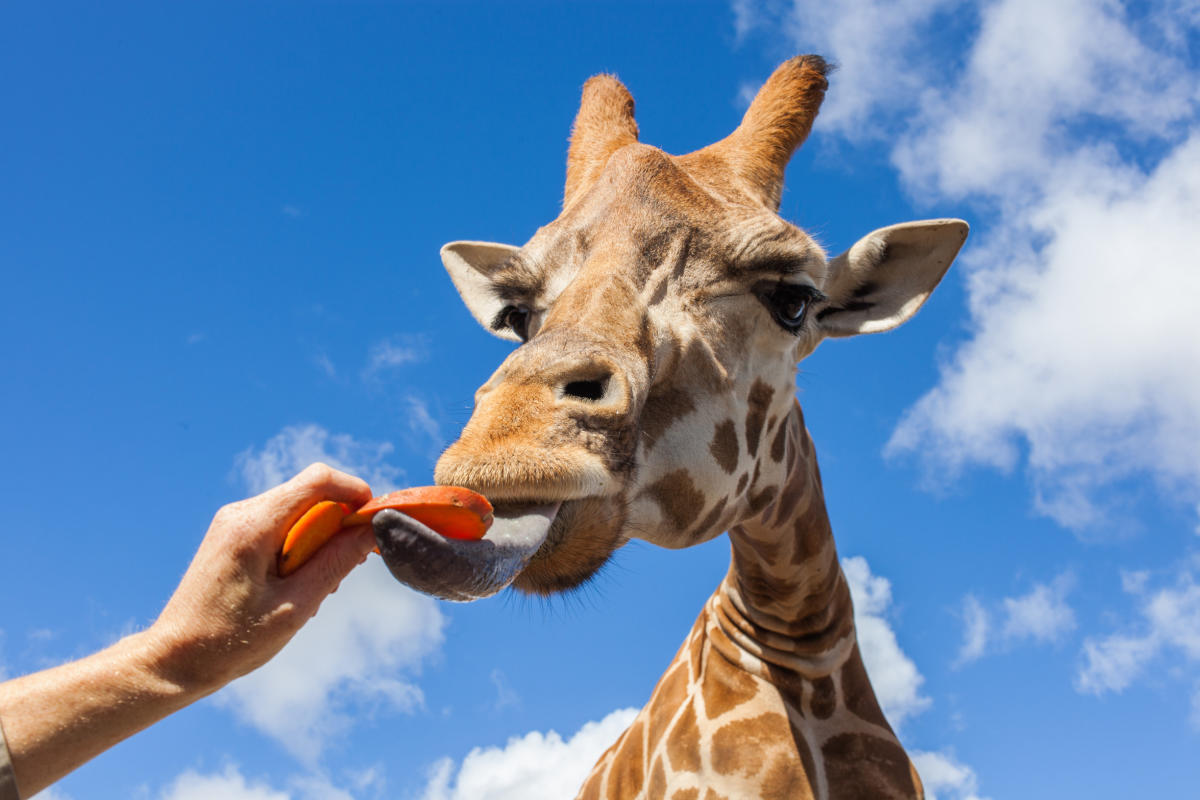 حديقة حيوانات ملبرون حديقة حيوانات ملبرون