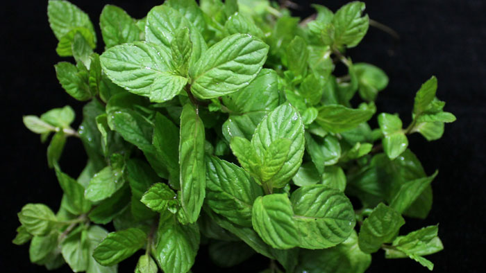 mint-2 طبابة نت - فوائد النعنع