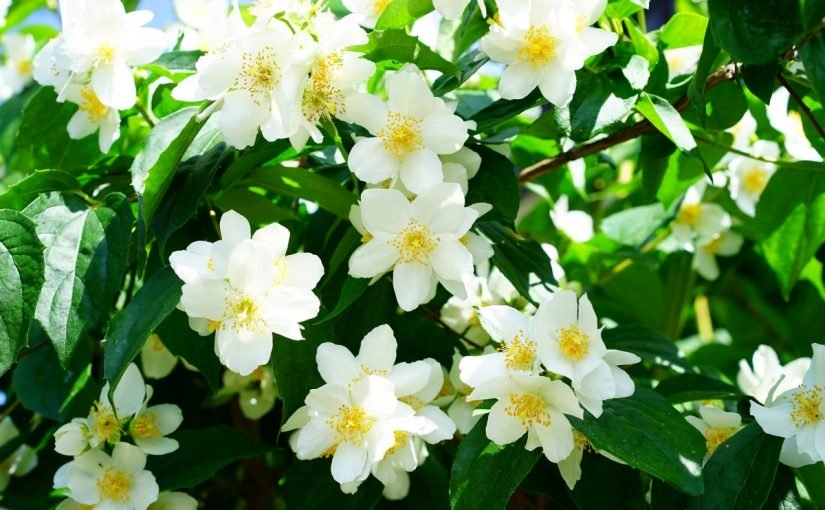 mock_orange_1365920_1920-825x510-2 ما هي انواع زهور الياسمين