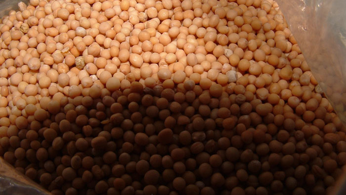 mustard-seeds طبابة نت - إنقاص الوزن