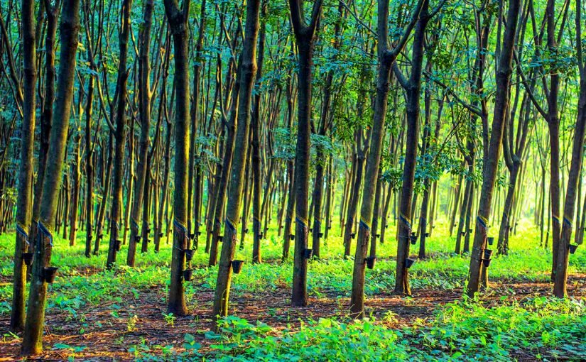 natural-rubber-sector-1200x800-825x510-2 شجرة المطاط القيمة الاقتصادية