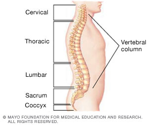 منحنيات عمودك الفقري منحنيات عمودك الفقري