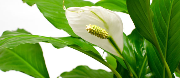 peace-lily