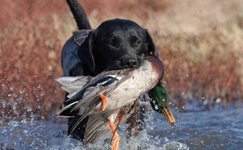 post-season-training-for-retrievers-825x510-2 معلومات عن الكلاب السلوقية