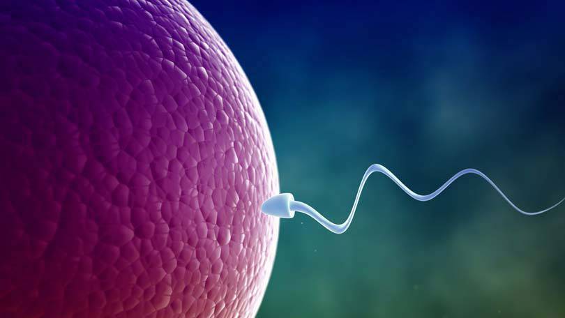 pregnancy-75 مراحل تكوين الجنين