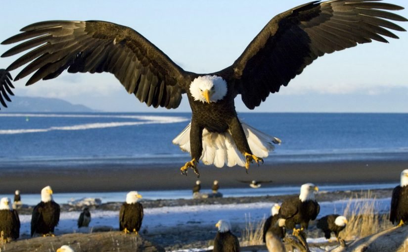 s1200-4-825x510-2 معلومات عن النسر الخطاف