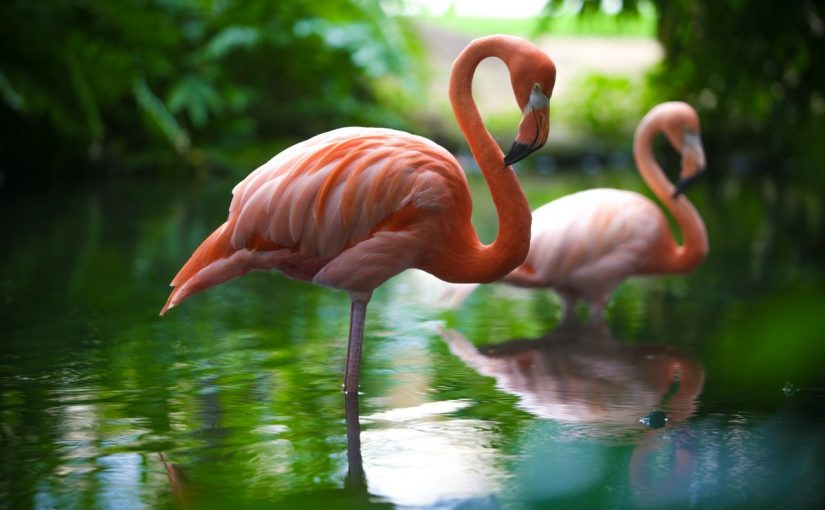 بحث عن طائر الفلامنجو