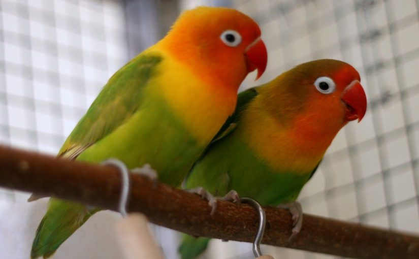 s120019-825x510-2 انواع طيور الحب واسمائها