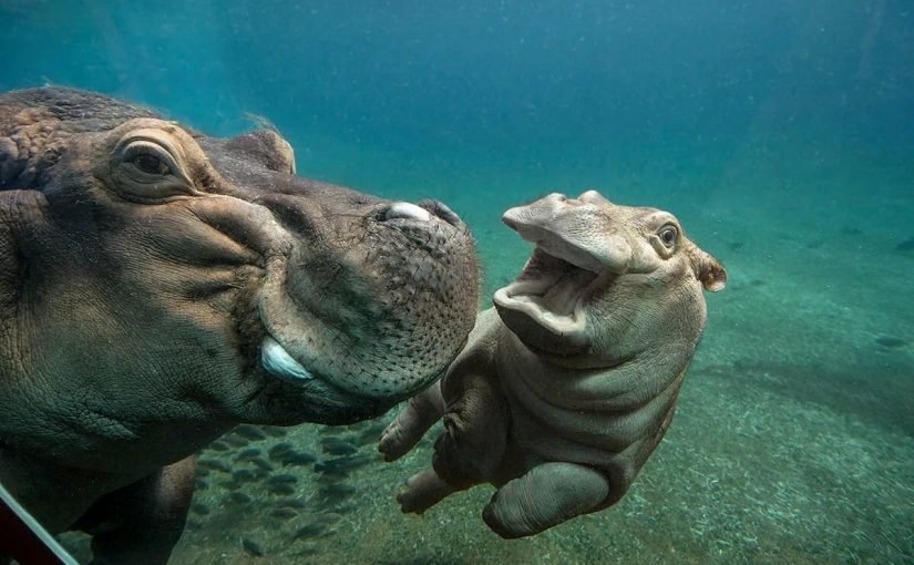 s120028-825x510-2 ما هو فرس النهر