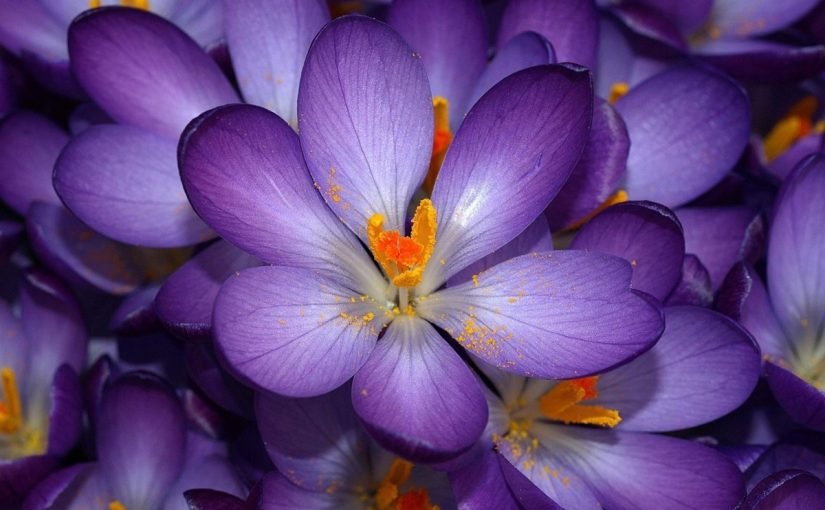 s12004-825x510-6 زهرة البنفسج