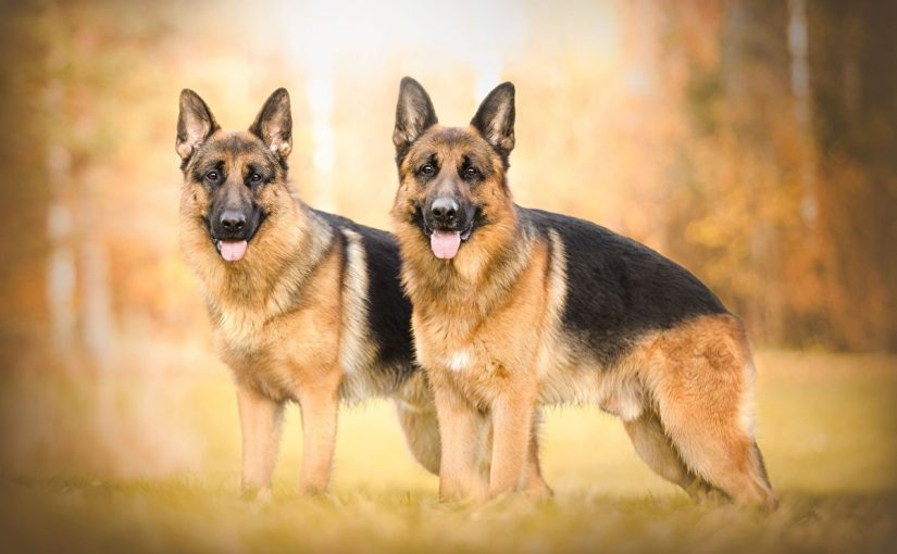 s12006-825x510-4 مواصفات الجيرمن شيبرد الاصلي