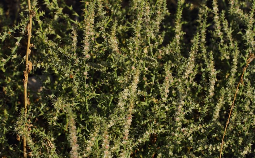 salsola-nitraria-1-825x510-2 أماكن انتشار شجرة الغرقد