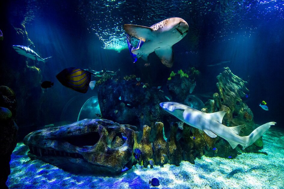 sea-life-benalmc3a1dena-w1200