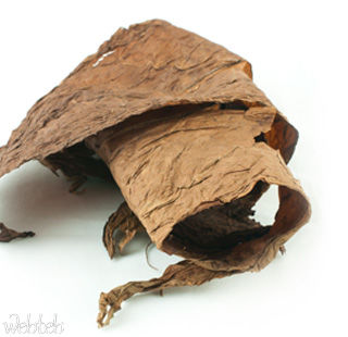 التبغ التبغ