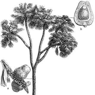 مقدمة عن الدوم مقدمة عن الدوم