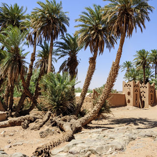 من أين تنبع فوائد الدوم من أين تنبع فوائد الدوم