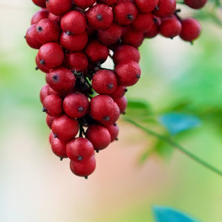 التوت البري التوت البري