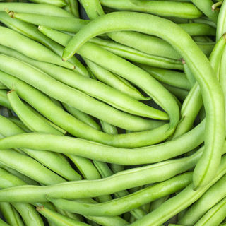 الفاصوليا الفاصوليا