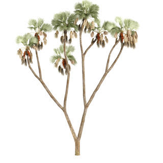 استخدام الدوم استخدام الدوم