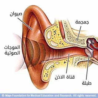 الأذن الخارجية الأذن الخارجية
