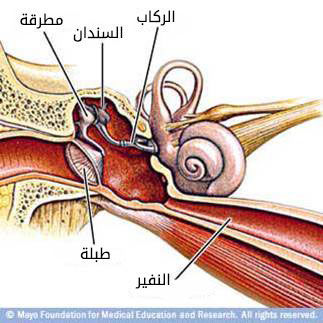 الأذن الوسطى الأذن الوسطى
