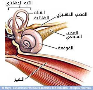 الأذن الداخلية الأذن الداخلية