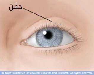 الجفون الجفون