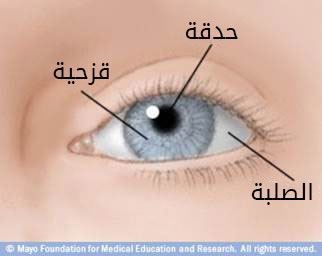 الجزء الأمامي من العين الجزء الأمامي من العين
