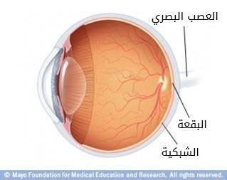 الجزء الخلفي من العين الجزء الخلفي من العين