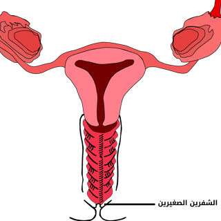 طول الشفرين