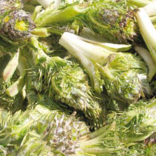 نبتة شوك الجمل (العكوب) نبتة شوك الجمل (العكوب)