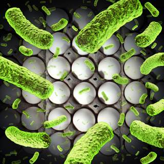 السالمونيلا السالمونيلا